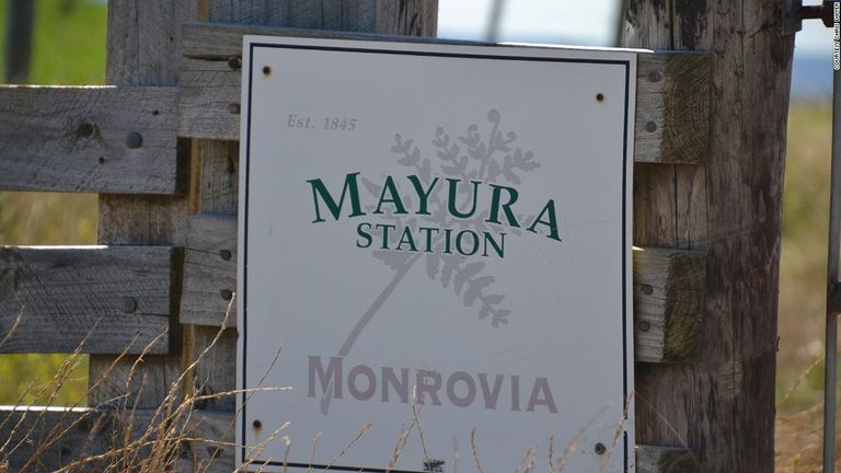 أبقار المزعة تنتج أشهى أطباق اللحوم