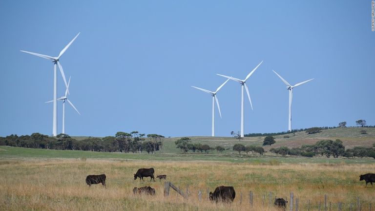 أبقار المزعة تنتج أشهى أطباق اللحوم