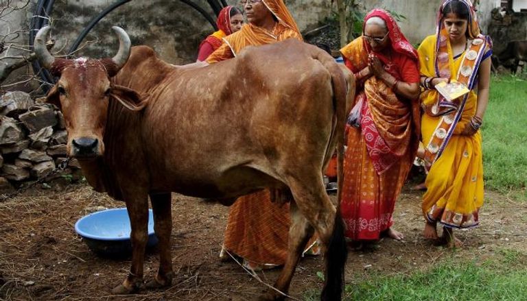 أبقار بالهند -أرشيفية