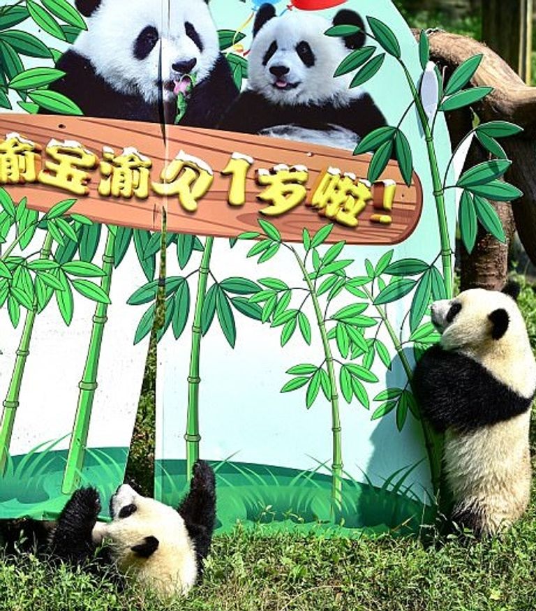 صورة لطفلي الباندا