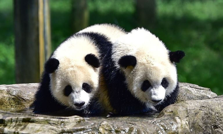 صورة لطفلي الباندا