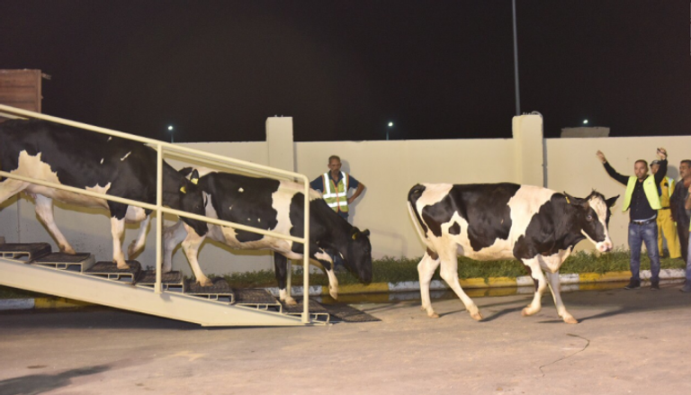 الدفعة الأولى من الأبقار تصل الدوحة