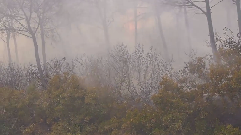 جانب من حرائق الغابات بالجزائر