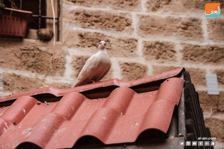 منزل عاطف سلامة