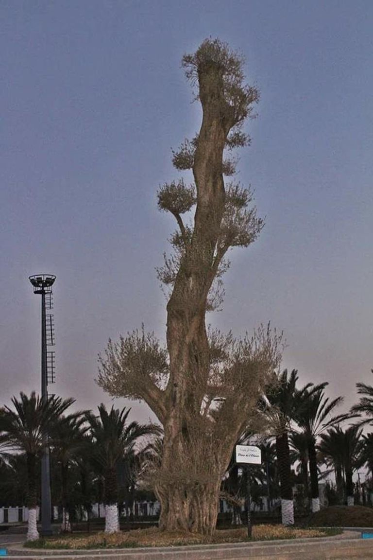 "حدائق الزِّيبانْ المائية".. أكبر منتجع مائي وسياحي في الجزائر