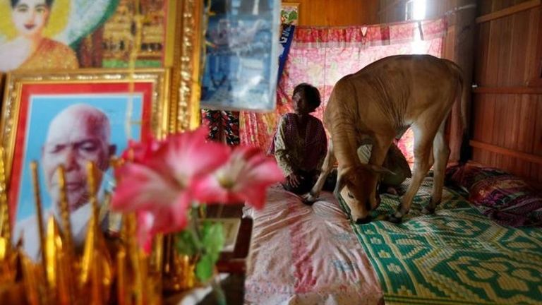 امرأة كمبودية تتزوج عجلا