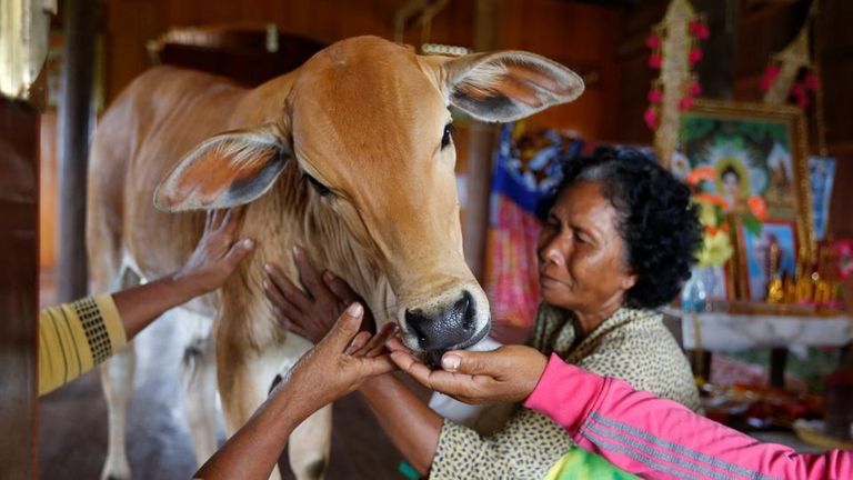 امرأة كمبودية تتزوج عجلا