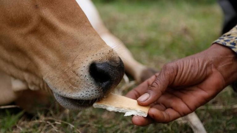 امرأة كمبودية تتزوج عجلا