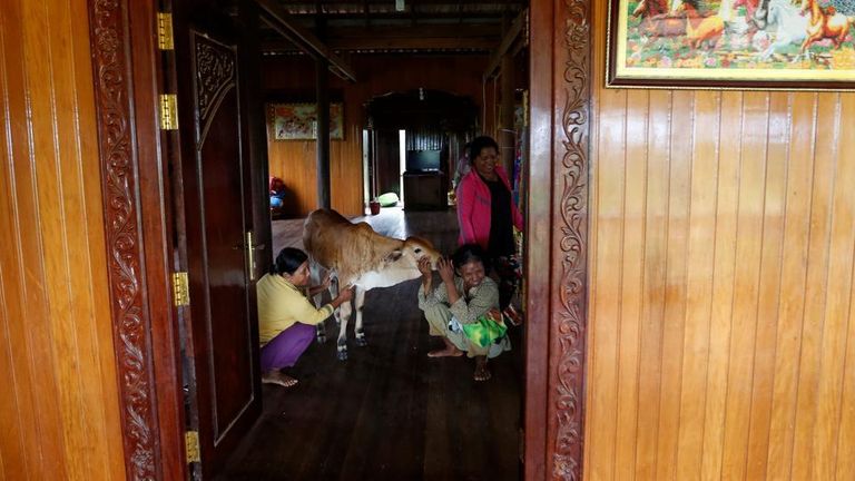 امرأة كمبودية تتزوج عجلا