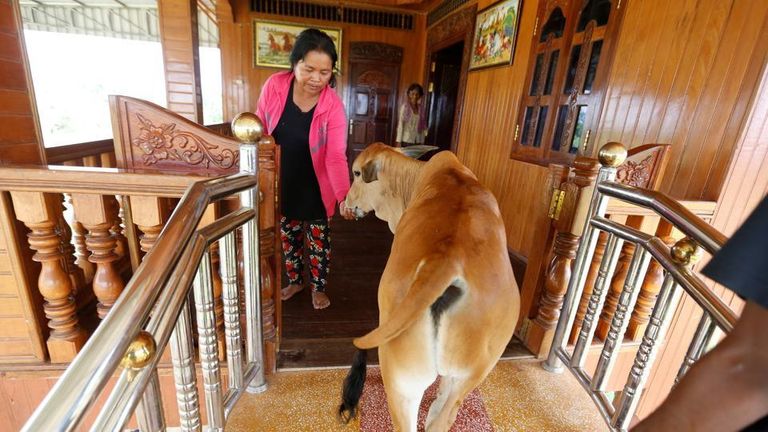 امرأة كمبودية تتزوج عجلا