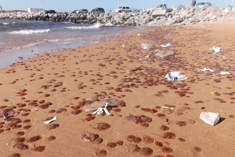 "قناديل البحر" تغزو الشواطئ الجزائرية