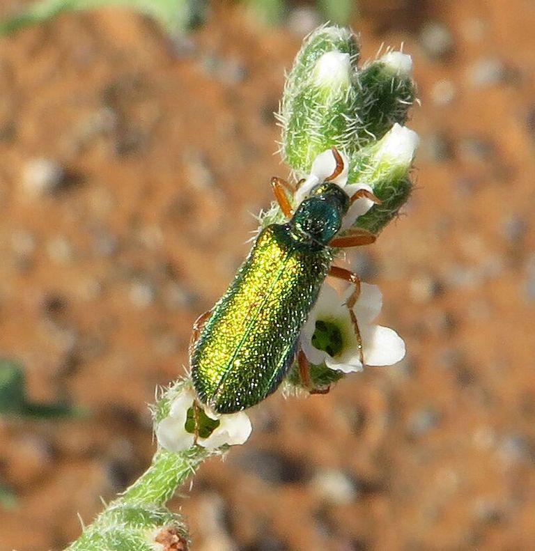 مليحة.. تنبض بالحياة