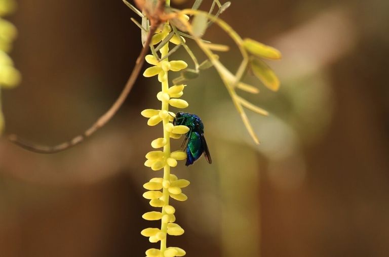 مليحة.. تنبض بالحياة