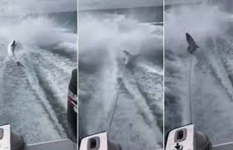 3 صيادين بفلوريدا متهمون بإهانة سمكة قرش