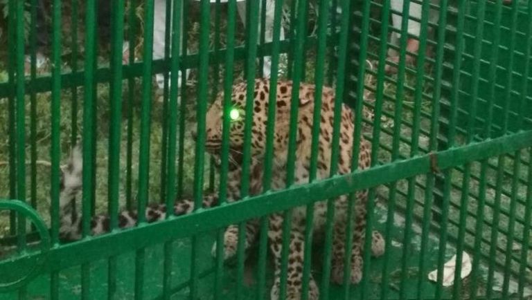 اليوم العالمي للنمر في الهند: السكان يقبضون على نمر ليوبارد يثير الرعب