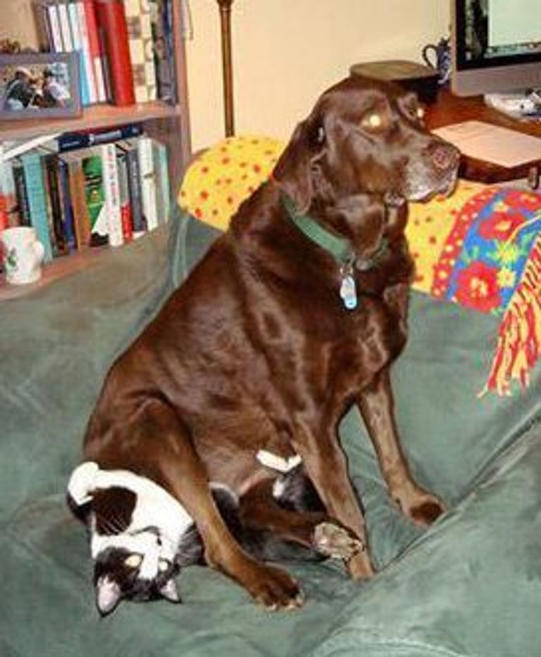 هكذا يعاقب الكلب صديقه القط