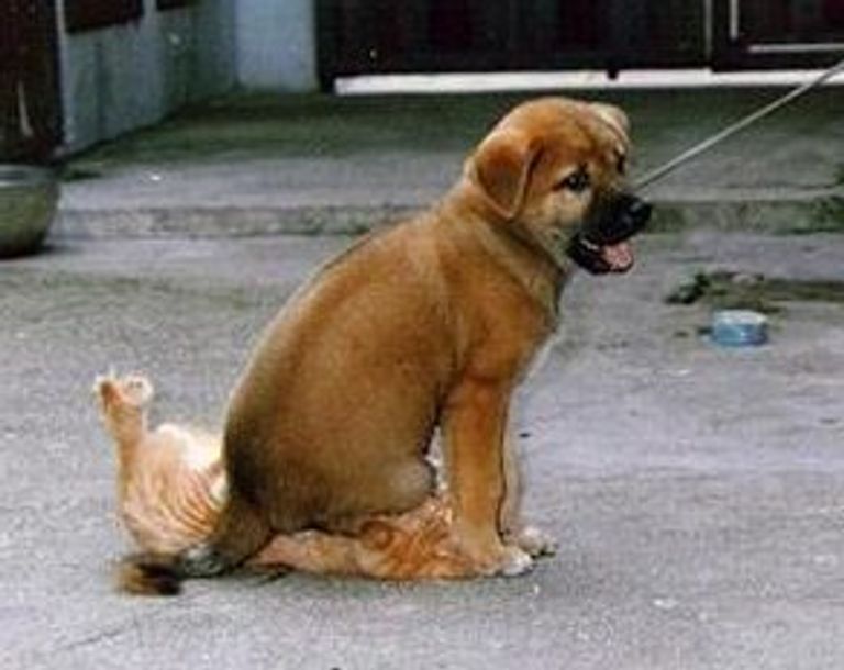 هكذا يعاقب الكلب صديقه القط