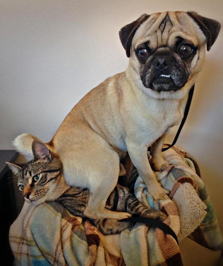 هكذا يعاقب الكلب صديقه القط