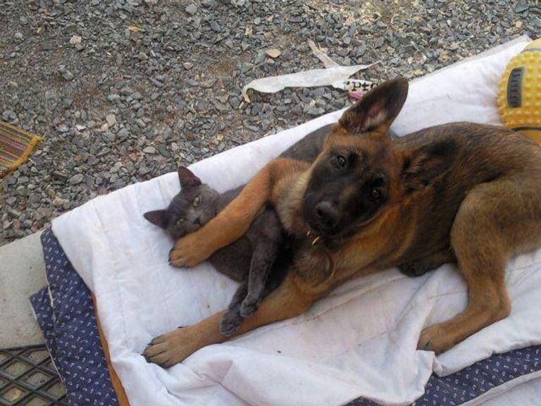 هكذا يعاقب الكلب صديقه القط