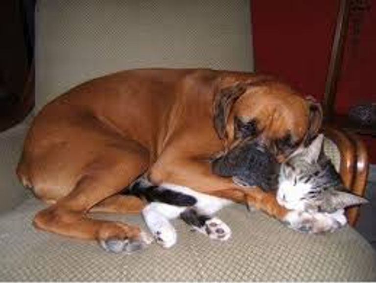 هكذا يعاقب الكلب صديقه القط