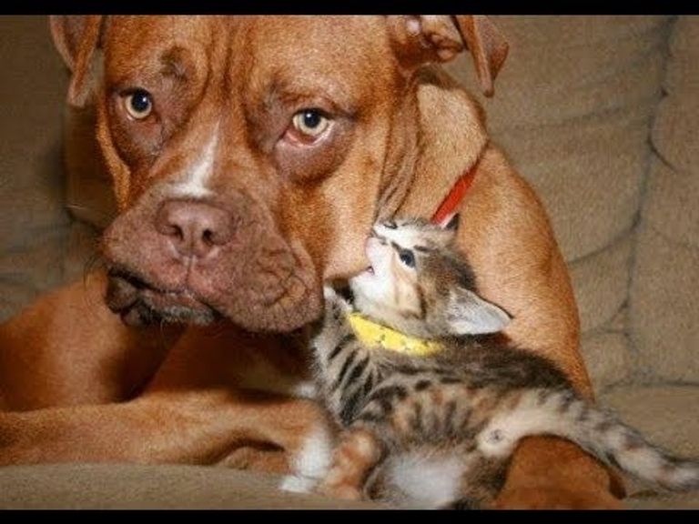 هكذا يعاقب الكلب صديقه القط
