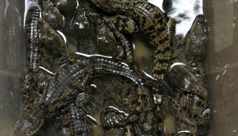 30 تمساحا حيا بحوزة عاطل للبيع في ميدان رمسيس بمصر
