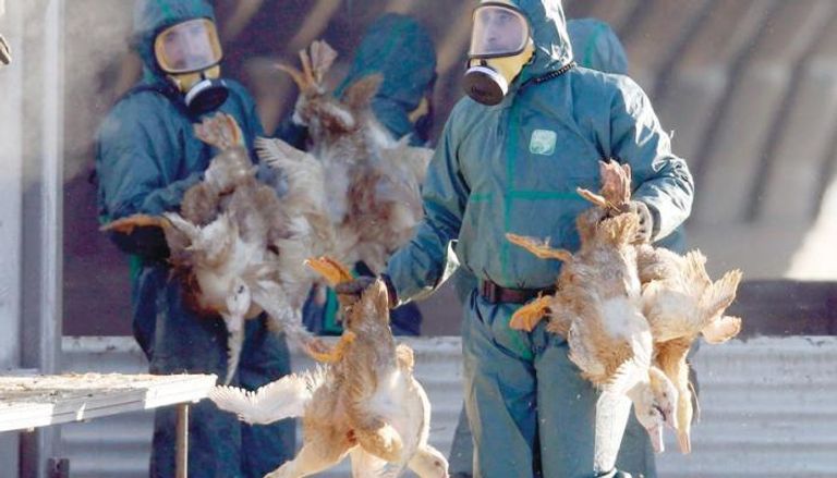 إعدام ‭66500‬ دجاجة في منطقة صينية بعد تفشي إنفلونزا الطيور