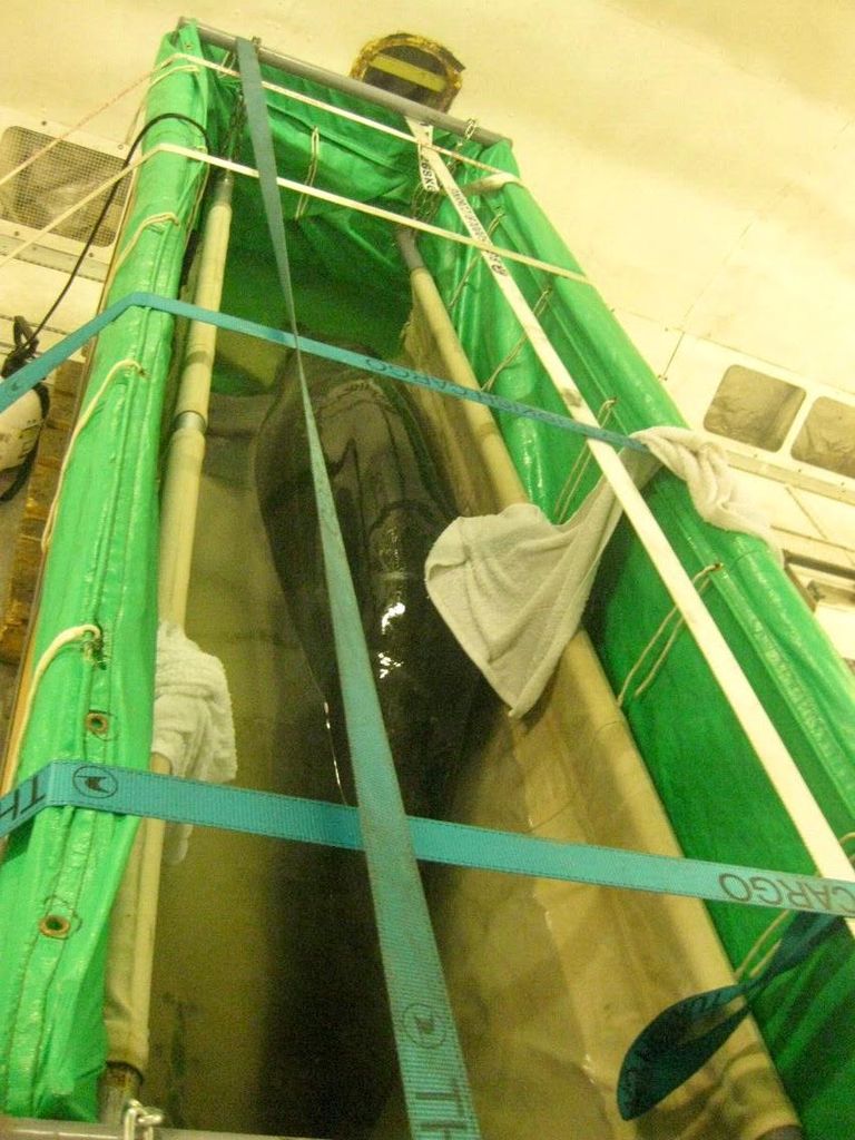 نقل دلافين حية عبر مصر للطيران