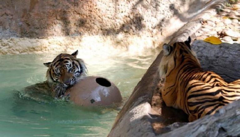 نمور حديقة حيوان لوس إنجلوس تستمع بالمياه (رويترز)