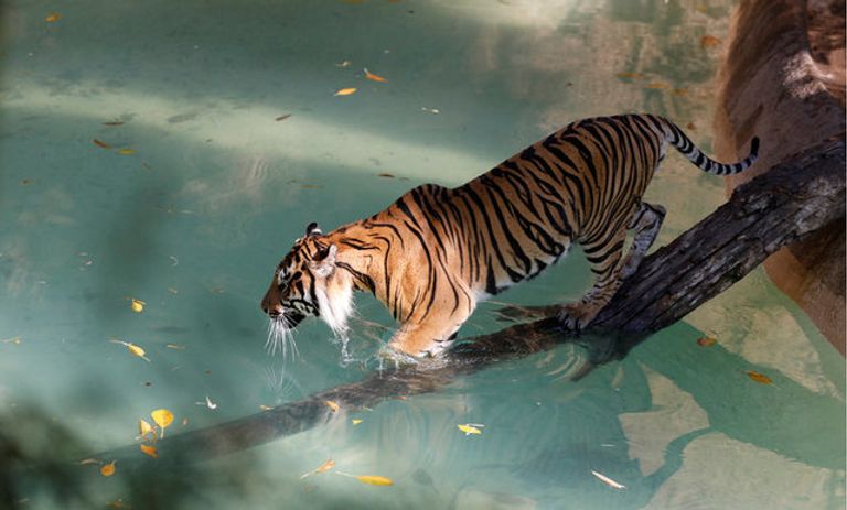 نمور حديقة حيوان لوس إنجلوس تستمع بالمياه (رويترز)