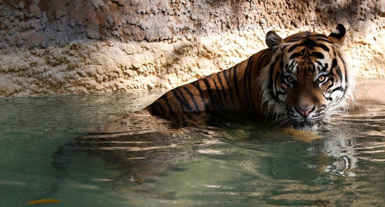 نمور حديقة حيوان لوس إنجلوس تستمع بالمياه (رويترز)