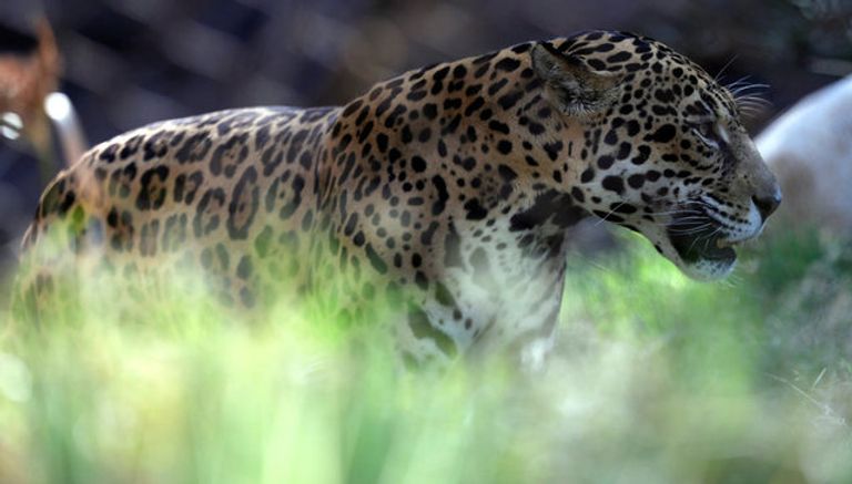 نمور حديقة حيوان لوس إنجلوس تستمع بالمياه (رويترز)