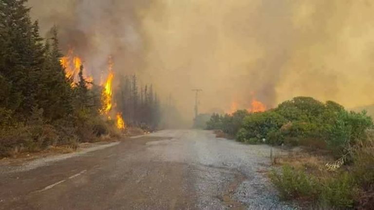 حرائق الغابات في شمال تونس