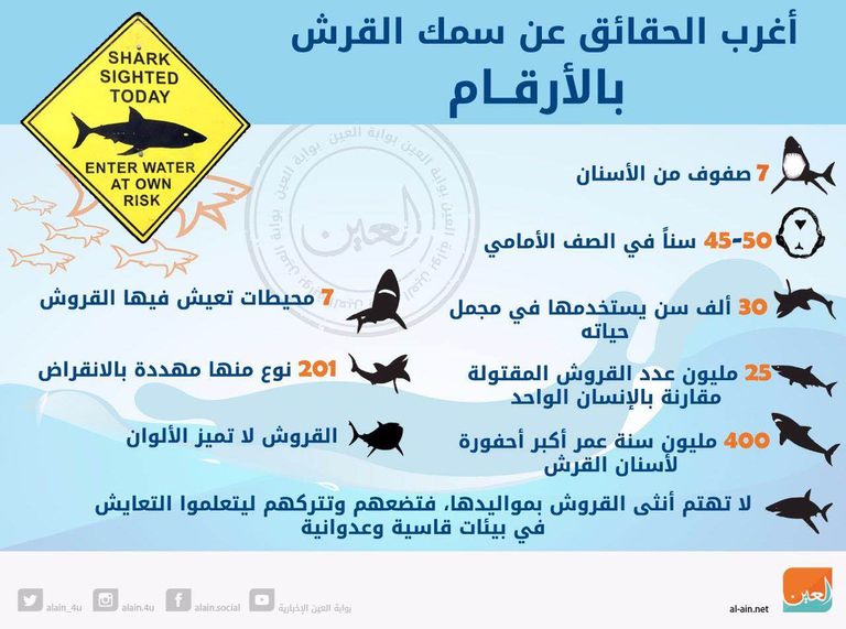 ليست المرة الأولى التي يهاجم فيها سمك قرش أحد المصطافين