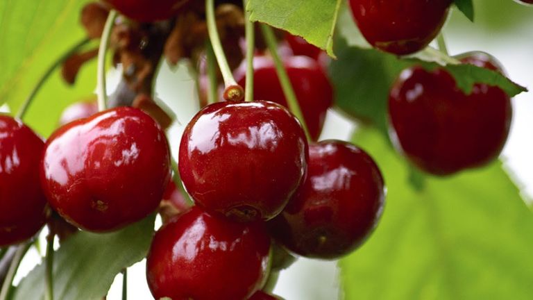 كميات الطعام قد تجعله ساما