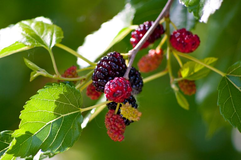 أفضل 5 أطعمة لعقل أكثر صحة