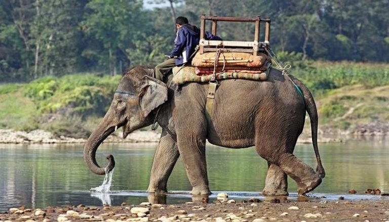 أحد الأفيال يقوده شحصا بجوار بحيرة في الهند (أرشيفية)
