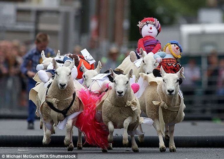 الأغنام لم تعطِ موافقتها على المشاركة بالسباق