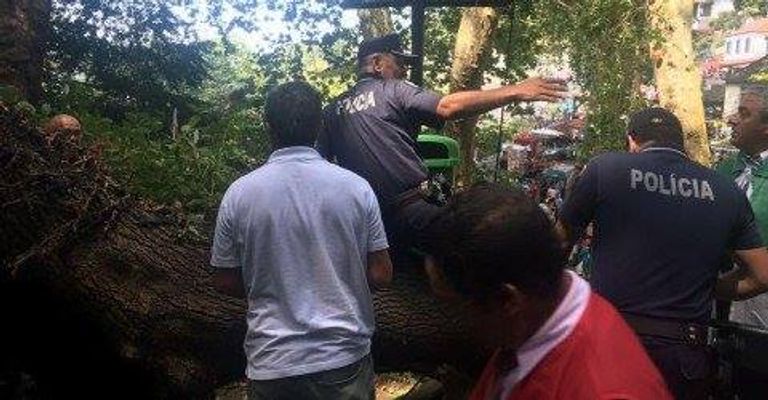 شجرة تقتل 12 شخصا بالبرتغال