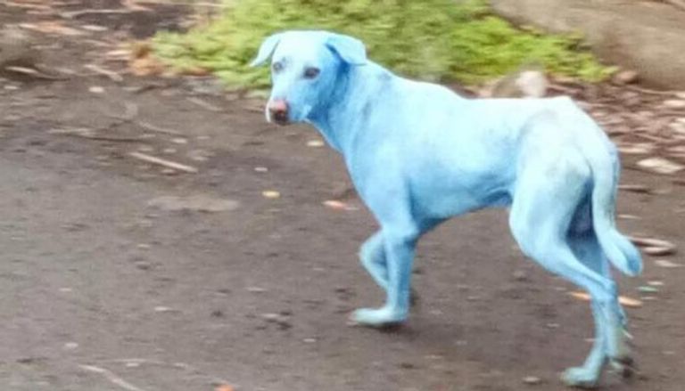 كلاب زرقاء في شوارع الهند بسبب التلوث