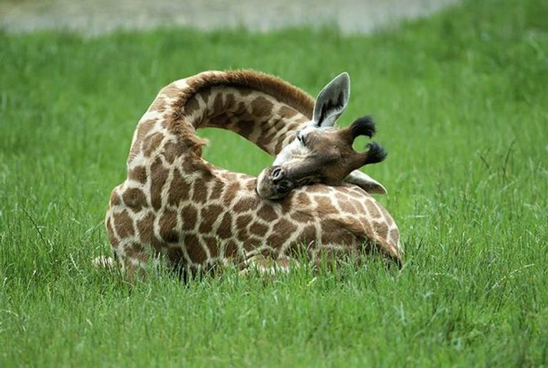 حيوان الزرافة