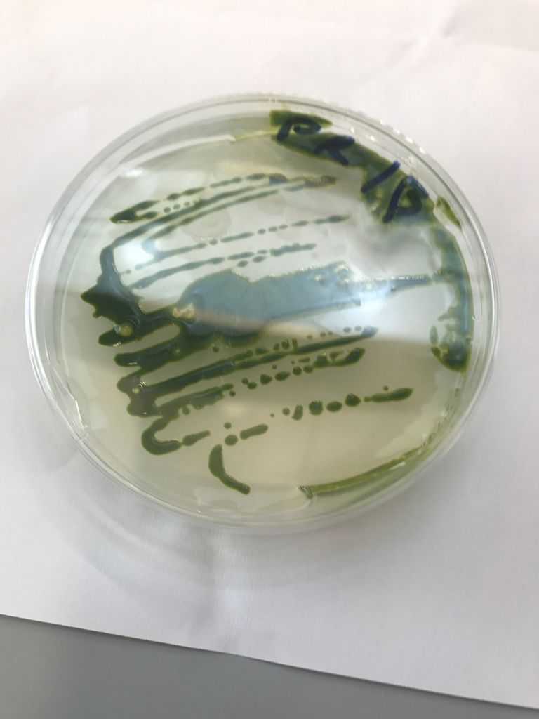 باحثون من جامعة نيويورك أبوظبي يكتشفون طحالب خضراء إماراتية