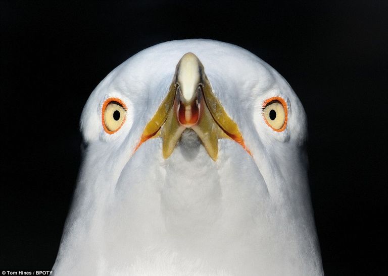 "صغير الفلامينغو" تفوز بجائزة صورة العام