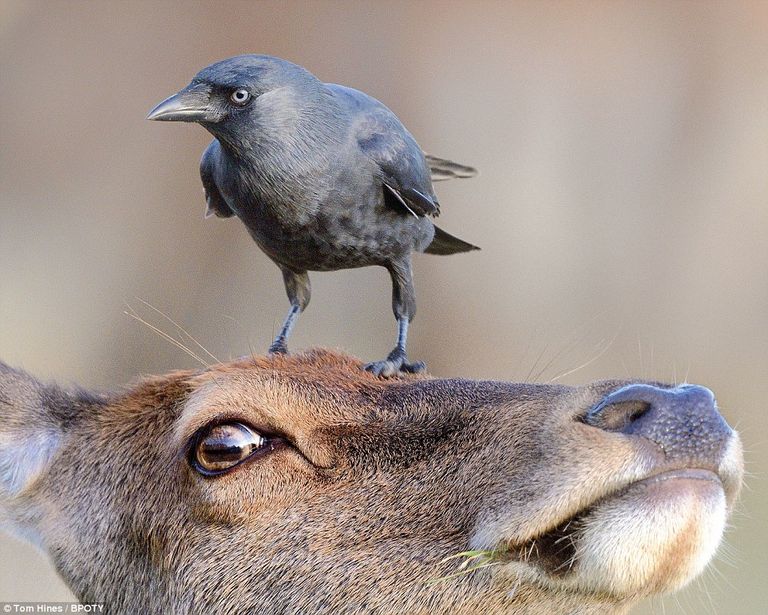 "صغير الفلامينغو" تفوز بجائزة صورة العام