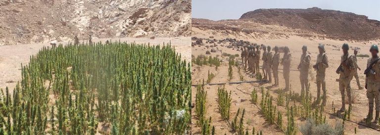 المشتبه بهم والمقبوض عليهم في العملية