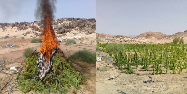 جانب من ضبطيات الجيش المصري في إطار محاربة الإرهاب