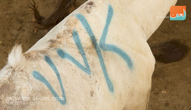 المزاد العلني بسوق