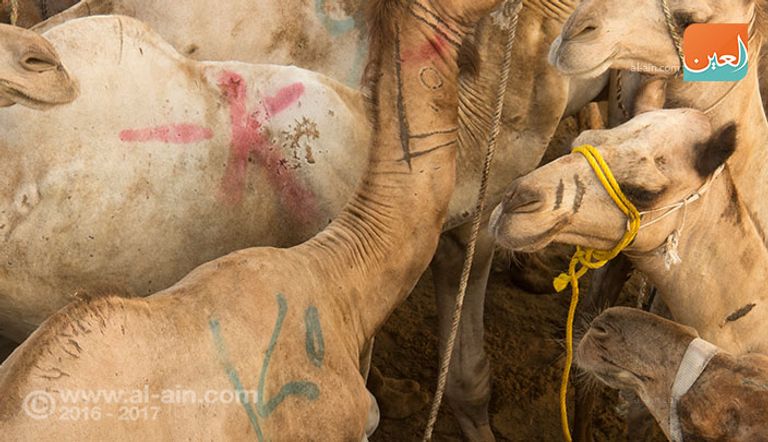 المزاد العلني بسوق