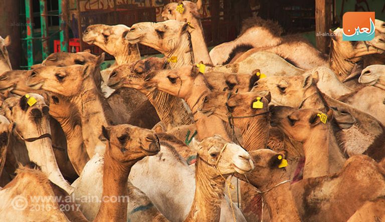 المزاد العلني بسوق