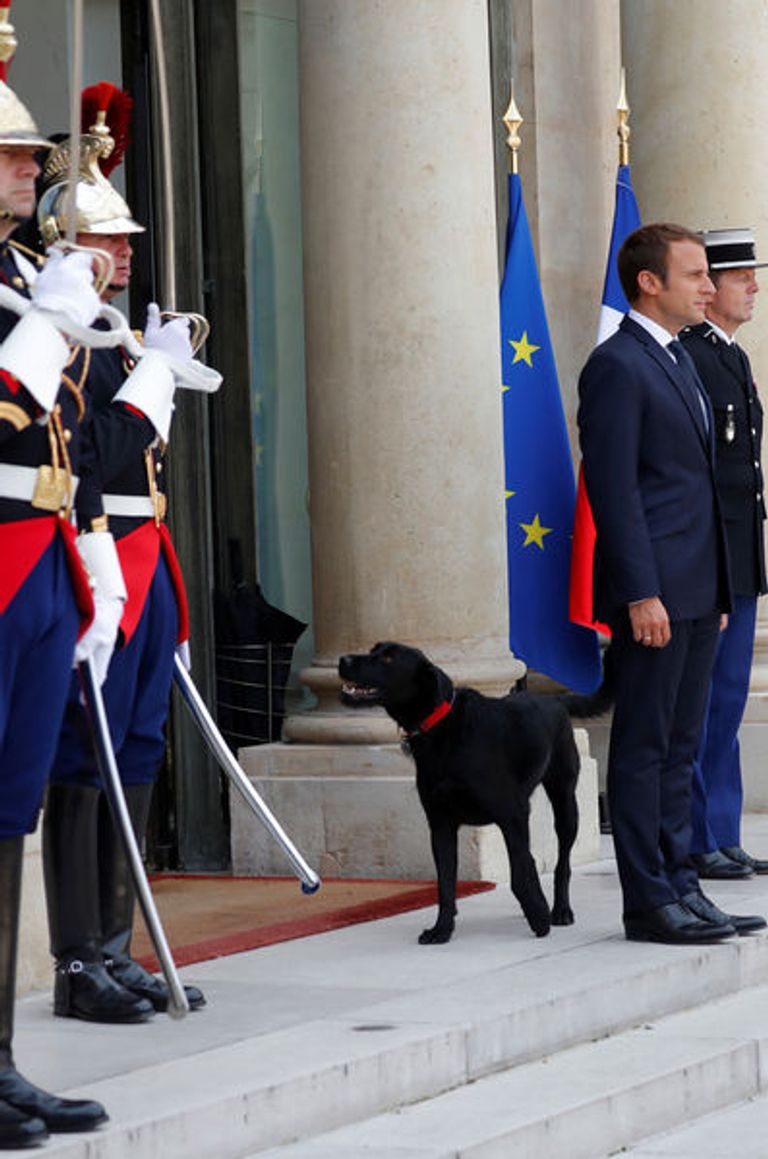 ماكرون مع الكلب الجديد